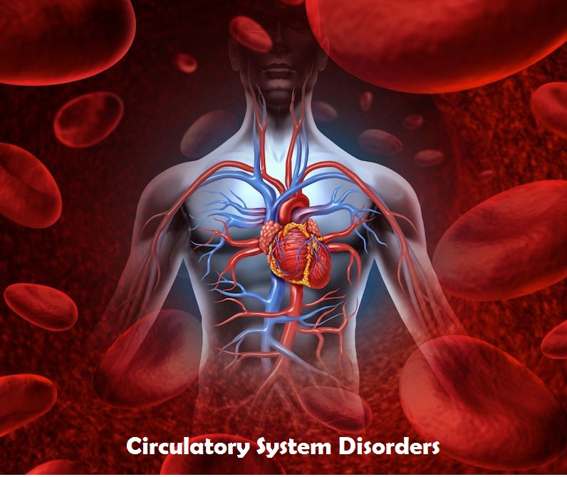 Circulatory System Disorders The Wellness Corner