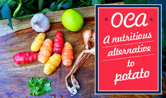 Oca- A nutritious alternative to potato